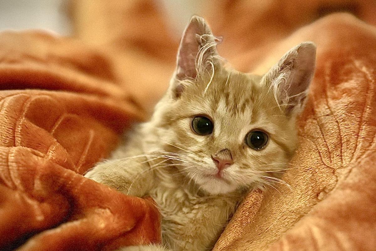 orange tabby kitten