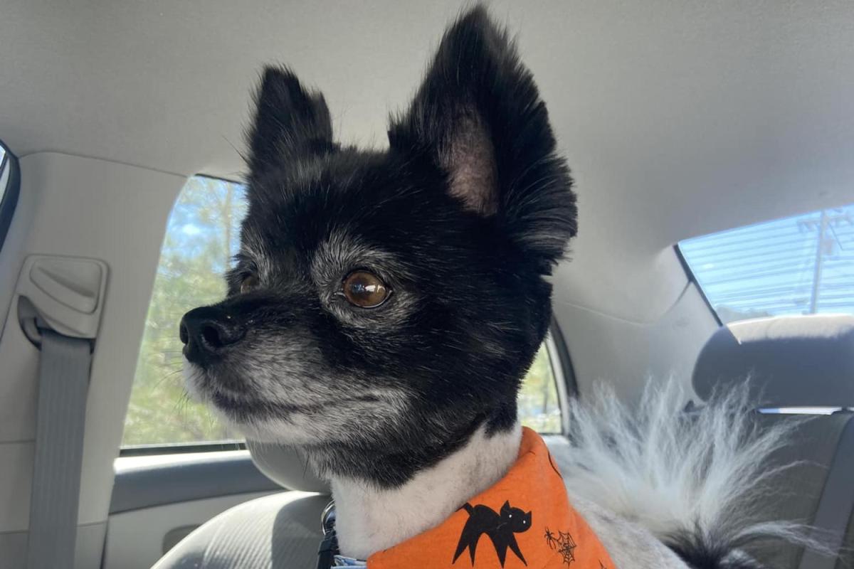 cute black and white terrier with a halloween bandana
