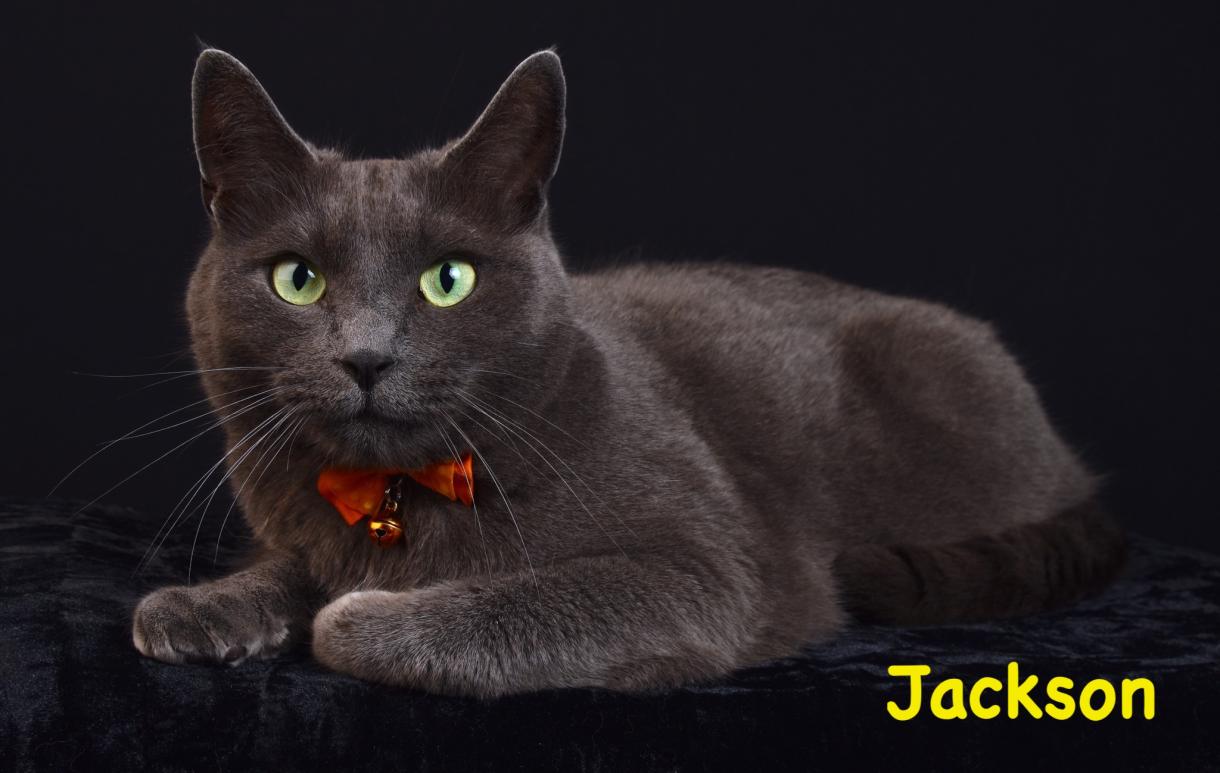 dark gray cat named jackson with a red bow