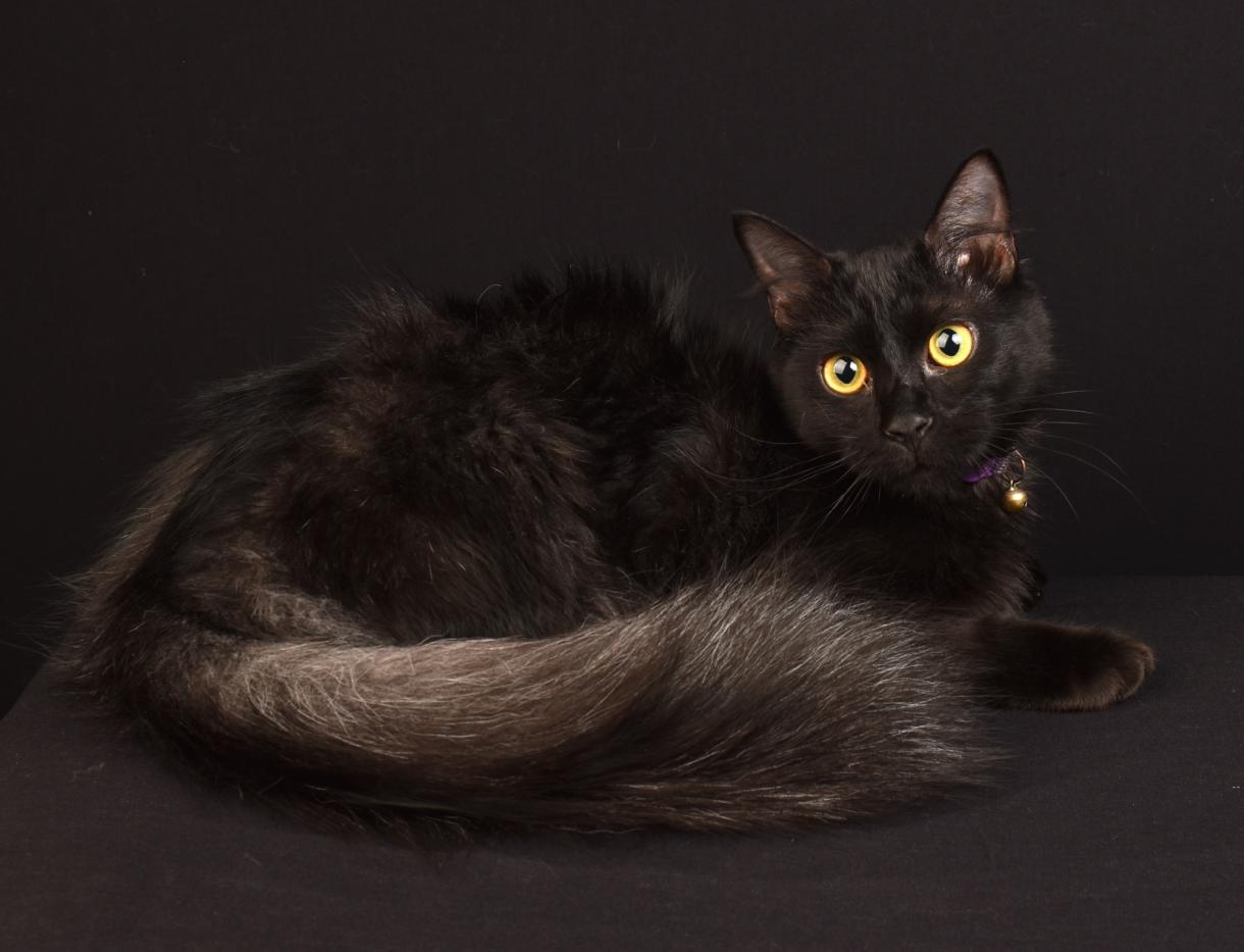 black cat with gray tail and yellow eyes